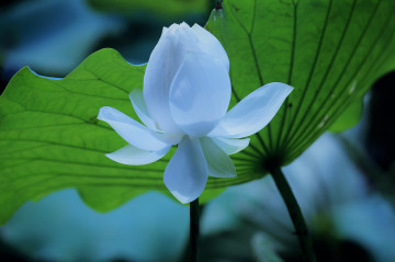 Фото бесплатно красивый цветок, лотос