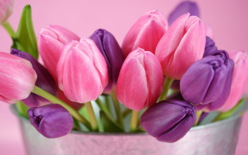 розовые и фиолетовые тюльпаны, цветы, букет, бутоны, весенние цветы, яркие обои, Pink and purple tulips, flowers, bouquet, buds, spring flowers, bright wallpaper