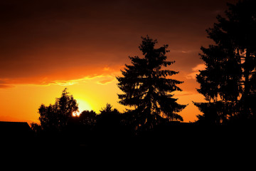 Фото бесплатно закат, силуэт дерева, небо, природа