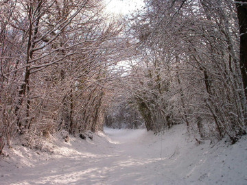 зима, природа, снег, деревья в снегу, Winter, nature, snow, trees in the snow