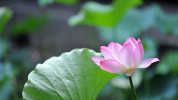 лотос, водяной розовый цветок, обои 3840x2160