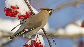 зима, птица, красная рябина под снегом, Male Bohemian Waxwing