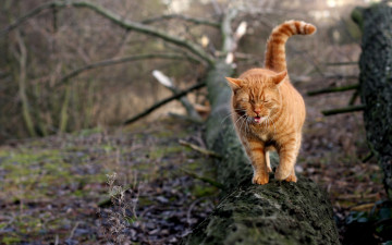 весна, рыжий кот, мяукает, срублено дерево, животные, Spring, red cat, meows, felled tree, animals