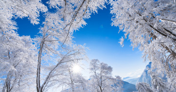 Обои на рабочий стол Австрия, Альпы, пейзажи, ясное небо, замерзшие деревья, иней, зима, мороз