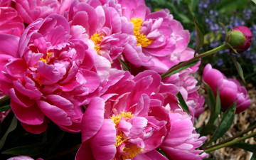 розовые пионы, цветы, букет, красивые обои, pink peonies, flowers, bouquet, beautiful wallpaper