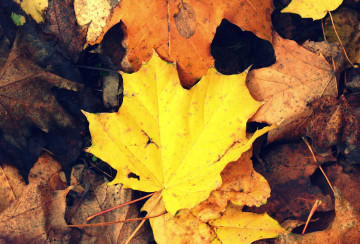 желтые кленовые листья, осенняя текстура