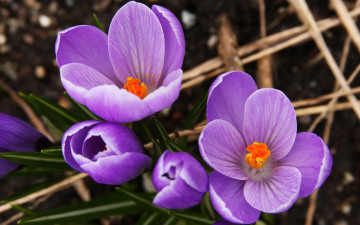 Фиолетовые крокусы - первые весенние цветы