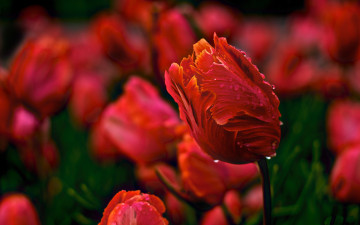красный тюльпан, весенние цветы, макро, обои, Red tulip, spring flowers, macro, wallpaper