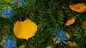 осень, природа, ветка ели, желтые листья, Autumn, nature, branch of spruce, yellow leaves