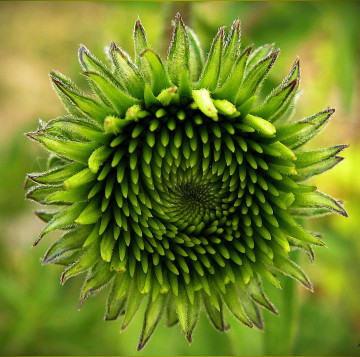 Фото бесплатно растение, фотографии, цветок