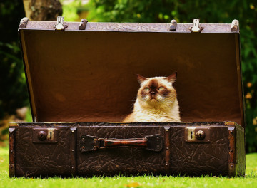 кот в старом большом чемодане