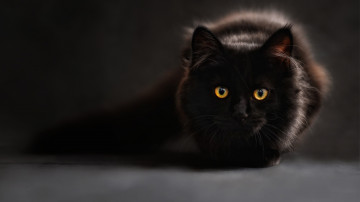 Фото бесплатно чёрная кошка, чёрный фон, пушистая, домашние животные