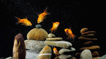 аквариум, рыбки, камни, глубина, чёрный фон, темнота, 3840х2160, 4к