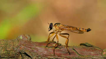 Фото бесплатно стрекоза, насекомое, крупным планом