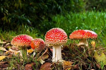 Фото бесплатно мухомор, красный гриб, трава, макро, осень, грибная поляна, природа