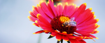 Гайлардия, красный цветок,  пчела, нектар, качественные обои, 5К, 3440х1440