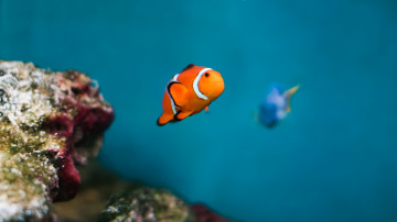 золотая рыбка, море, под водой, кораллы, 3840х2160 4к обои