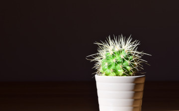 minimalism, cactus in a pot, 4K widescreen wallpaper, black background, needles, home plant, минимализм, кактус в горшке, 4К обои широкоформатные, черный фон, иголки, домашнее растение