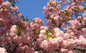 цветущая сакура, весна, цветы, красивые фото на заставки