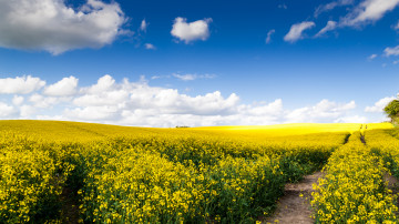 the golden fields of may, золотые поля, желтые растения, голубое небо, белые облака, лето, красивая природа