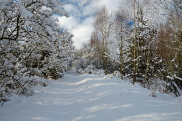 Фото бесплатно деревья в снегу, зима, пейзажи