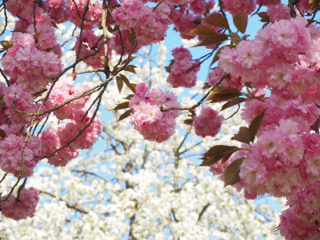 весна, цветы, розовые веточки, цветущая сакура, красивые обои на рабочий стол, spring, flowers, cherry blossoms, beautiful wallpapers on your desktop