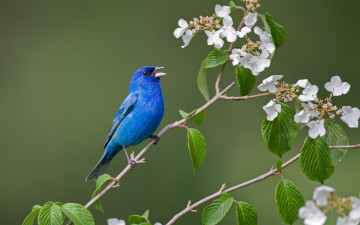 Индиговый овсянковый кардинал, певчая птица, цветущая ветка, весна, синяя птица, Passerina cyanea, Indigous oatmeal cardinal, songbird, flowering branch, spring, blue bird