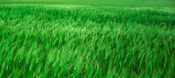 яркозеленое пшеничное поле, зеленые колоски, текстура, природа