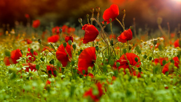 красный мак, поле, полевые цветы, красота, red poppy, field, wild flowers, beauty