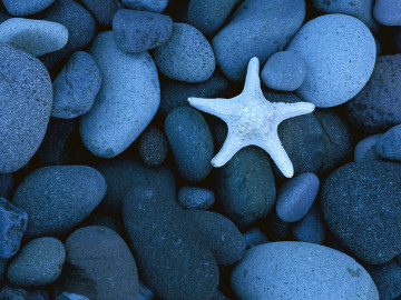 морская звезда, камни, пляж, море, starfish, stones, beach, sea
