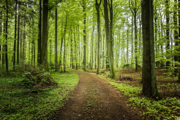 Летняя лесная дорога, лес, природа, деревья