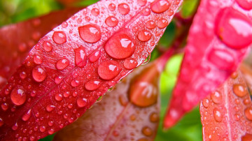 Red leaves, plant, drops, macro, красные листья, растение, капли, макро