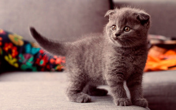 маленький серый котенок, домашние животные, Small gray kitten, pets