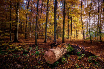 Фото бесплатно редкий лес, деревья, лес, бревно, осень, природа