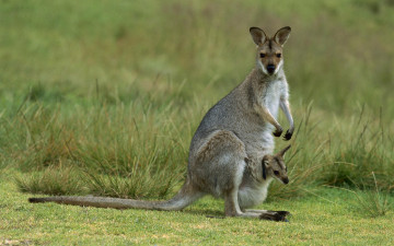 кенгуру, детеныш в сумке, Австралия, пустыня, дикие животные, kangaroo joey in the pouch, Australia, desert, wild animals
