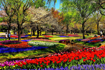 spring, nature, park, stream, different types of tulips, trees, flowers, весна, природа, парк, ручей, разные виды тюльпанов, деревья, цветы, वसंत, प्रकृति, पार्क, धारा, विभिन्न प्रकार के ट्यूलिप, पेड़, फूल
