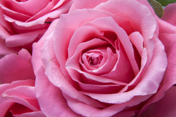 розовая роза, цветок крупным планом