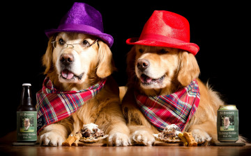 две собаки, ретвивер, очки, пиво, шляпы, собаки-ковбои, животные, креативные обои, смешные животные