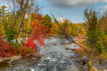Фото бесплатно текущий, ручей, деревья, осень, природа