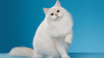 пушистая белая кошка на голубом фоне