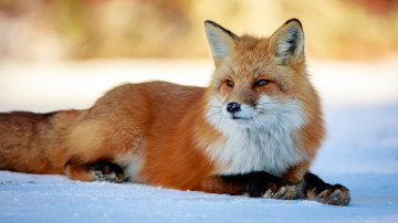 4K wallpaper, fox, snow, winter, wild animal, обои, лисица, снег, зима, дикое животное