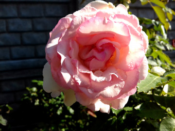розовая роза, цветок, клумба, лето