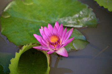 Фото бесплатно кувшинки, водяная лилия, водяные лилии