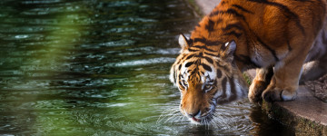 тигр пьет воду в обычной среде, дикие животные, обои 3440х1440