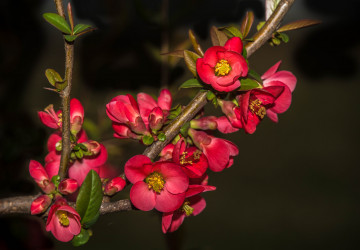 Фото бесплатно весна, красные цветы, ветка