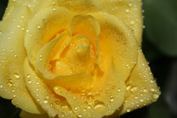 макро, цветок, жёлтая роза, капли, дождь
