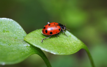 Божья коровка, жук на листочке, насекомое, красное с черными пятнышками, макро, Ladybird, beetle on a piece of paper, insect, red with black spots, close up