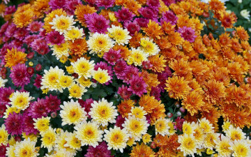 Фото бесплатно клумба, лепестки, разноцветные хризантемы, цветы
