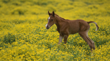 маленькая лошадка на желтом поле, обои для iPhone