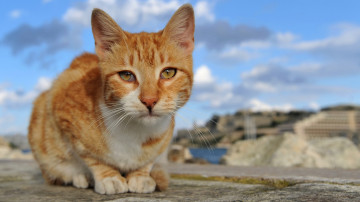 quit hd wallpaper, рыжий кот на фоне города, домашние смешные животные